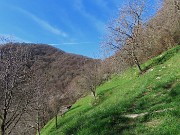 Festa di fiori sui sentieri per il Monte Ubione-19mar24